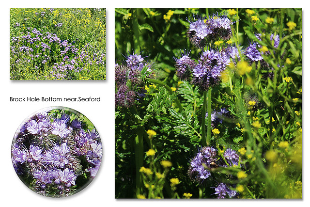 Unknown blue flowered plant - Cuckmere - 21.5.2015