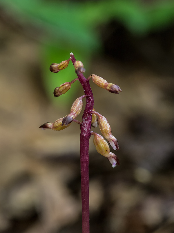 Corallorhiza odontorhiza (Autumn Coral Root orchid)