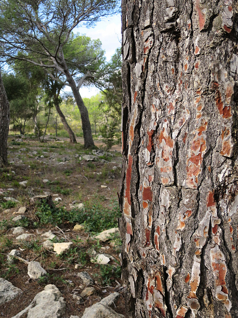 Path to Cala Macarelleta