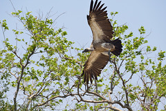 African vulture