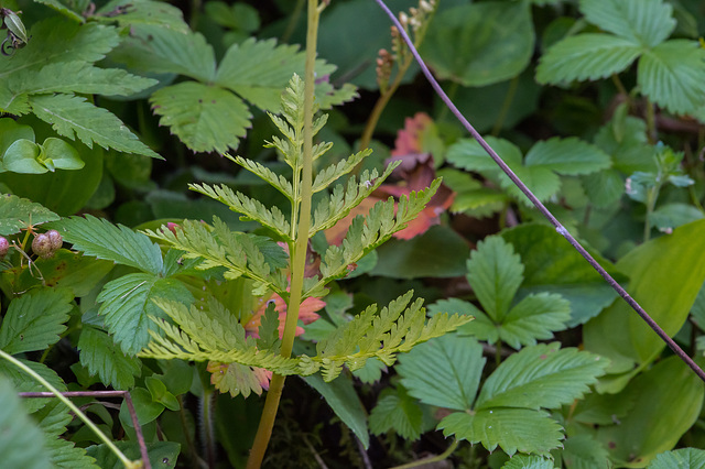 Botrychium virginianum, Virginische Mondraute - 2017-08-07_D4_DSC3244