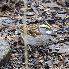 White-throated Sparrow