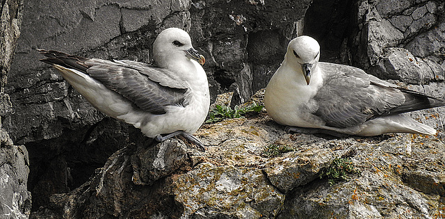 20190614 5266CPw [R~GB] Eissturmvogel, Castlemartin Range, Wales