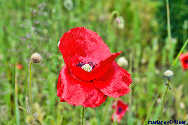 Mohn