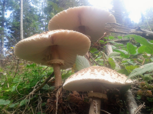 Parasol mushroom vs. sun