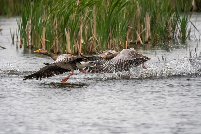 Wild goose chase (greylag geese)