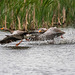 Wild goose chase (greylag geese)