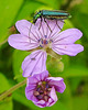 20210609 0651CPw [D~LIP] Blume, Schenkelkäfer, UWZ, Bad Salzuflen