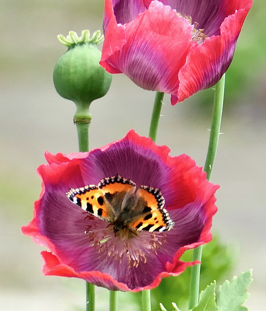 Kleiner Fuchs auf Mohnblüte