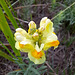 Echtes Leinkraut (Linaria vulgaris)