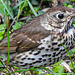 20220704 1376CPw [D~LIP] Misteldrossel (Turdus viscivorus), UWZ, Bad Salzuflen