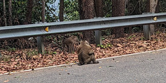 Deux singes joyeux en liberté sur leur territoire.