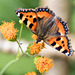 Insects & Flowers