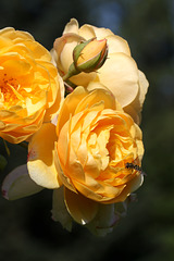 Roses and Hoverfly