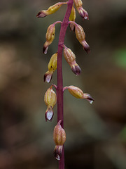 Corallorhiza odontorhiza (Autumn Coral Root orchid)