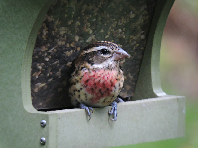 Rose-breasted Grosbeaks