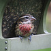 Rose-breasted Grosbeaks