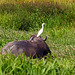 Cattle Egret on Water Buffalo, Nariva Swamp afternoon, Trinidad