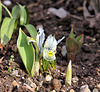kleine Tiger-Iris - ein Gruß aus meinem Garten...