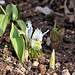 kleine Tiger-Iris - ein Gruß aus meinem Garten...