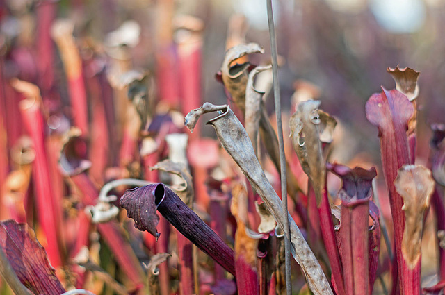 Pitcher Plants