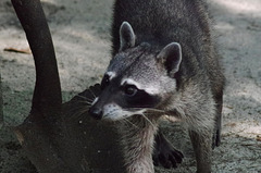 White-nosed Coati