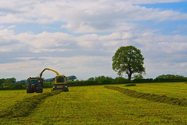 Getting the silage in