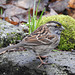 White-throated Sparrow