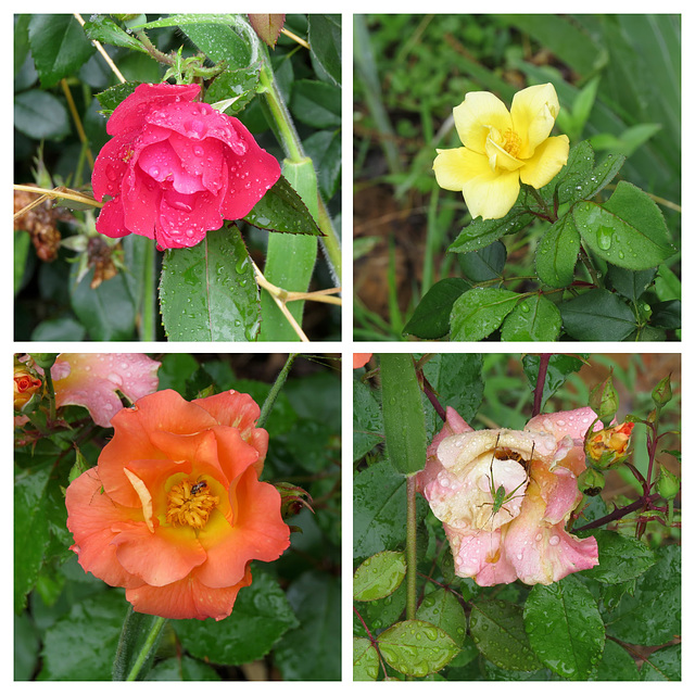 Roses - the good, the bad & the ugly