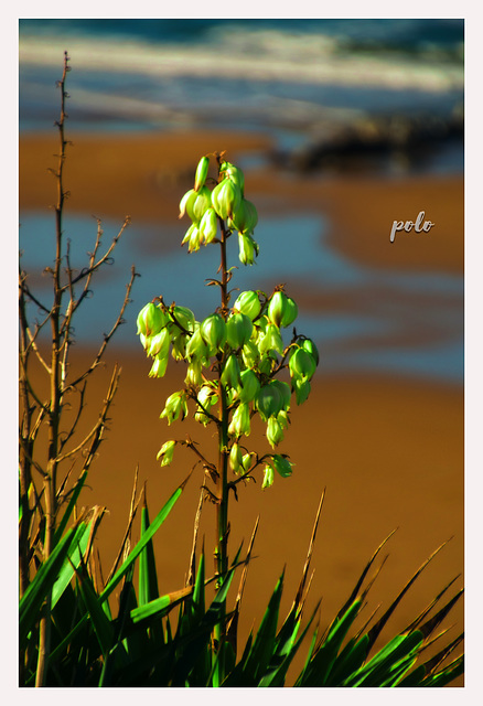 Flora arriba del acantilado