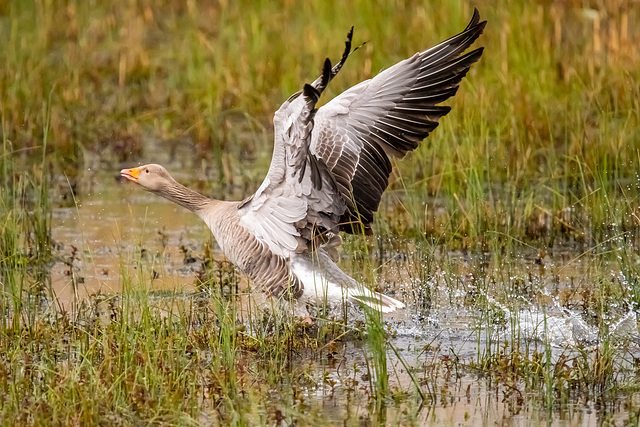 Greylag goose