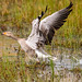 Greylag goose