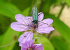 20210609 0652CPw [D~LIP] Blume, Schenkelkäfer, UWZ, Bad Salzuflen