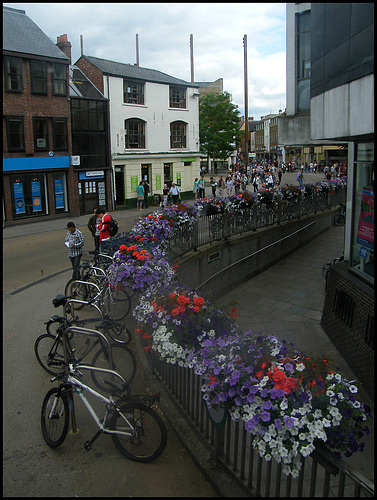 blooming ugly Westgate