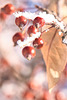 frost and berries 2
