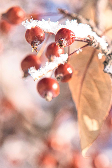 frost and berries 2