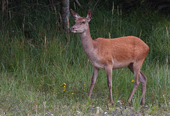 biche de la plaine de Sorques