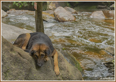 Dog at Kulen waterfall