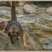 Dog at Kulen waterfall