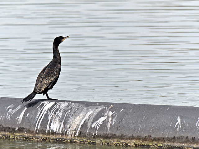 Kormoran