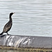 Kormoran