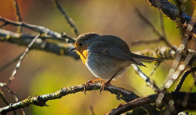 Das Rotkehlchen (Erithacus rubecula) im frühen Morgenlicht :)) The robin (Erithacus rubecula) in the early morning light :)) Le merle (Erithacus rubecula) au petit matin :))