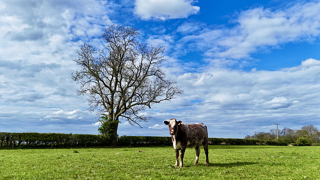 Cows out on the fields