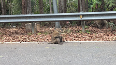 On devrait plutôt dire un garde-singe et non garde-fou