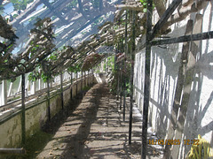 Inside Raby fig house
