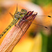 Insects & Flowers