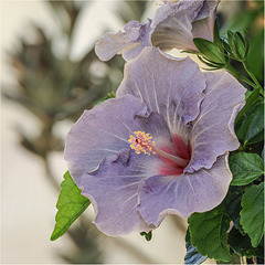 Hibiscus Hibiscus