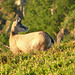 Chamois dans les Vosges