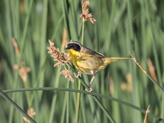 Common Yellowthroat