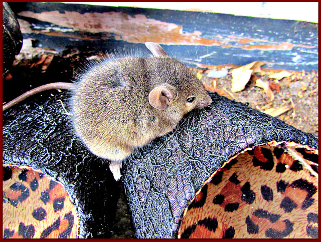 Baby Mouse.